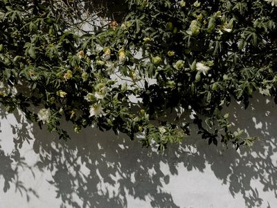 Sunlight hitting a white wall with plant shadows